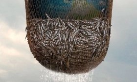 Seaspiracy: Ψαρεύοντας Απαντήσεις / Seaspiracy (2021)